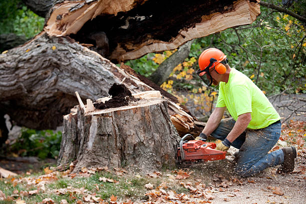 Best Tree and Shrub Care  in Viola, NY